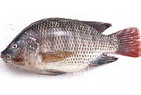 Whole Tilapia