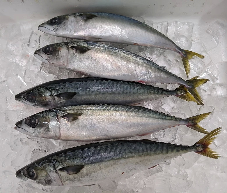 Mackerel